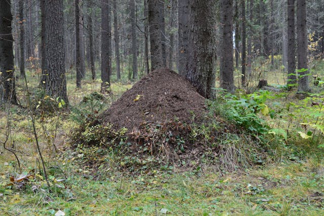 likvidace mravenců